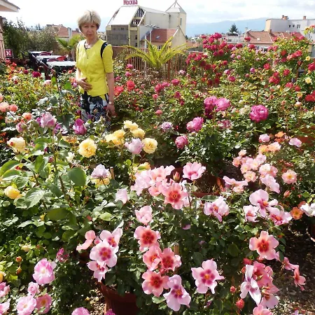 Hotel семеен роза
