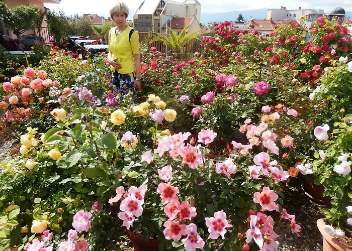 Hotel семеен роза